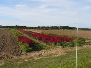 farm